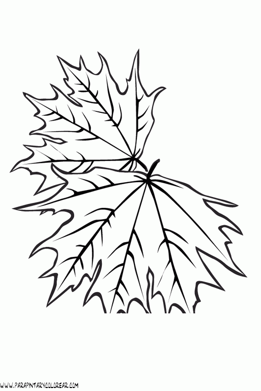 dibujos-para-pintar-de-hojas-de-arboles-005.gif