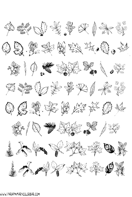 dibujos-para-pintar-de-hojas-de-arboles-014.gif