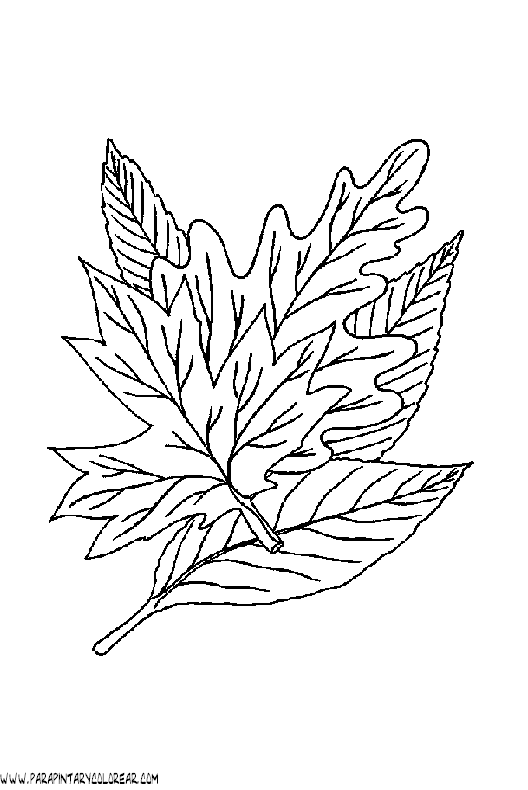 dibujos-para-pintar-de-hojas-de-arboles-028.gif